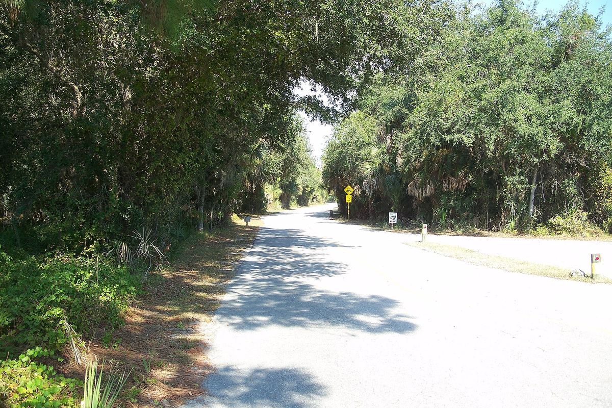 A shaded sand road lined with pines and oaks in Oscar Scherer State Park, Osprey